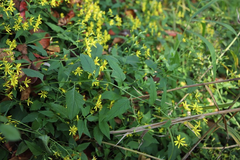 Senecio scandens photo 5