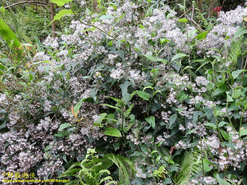 Senecio scandens photo 6