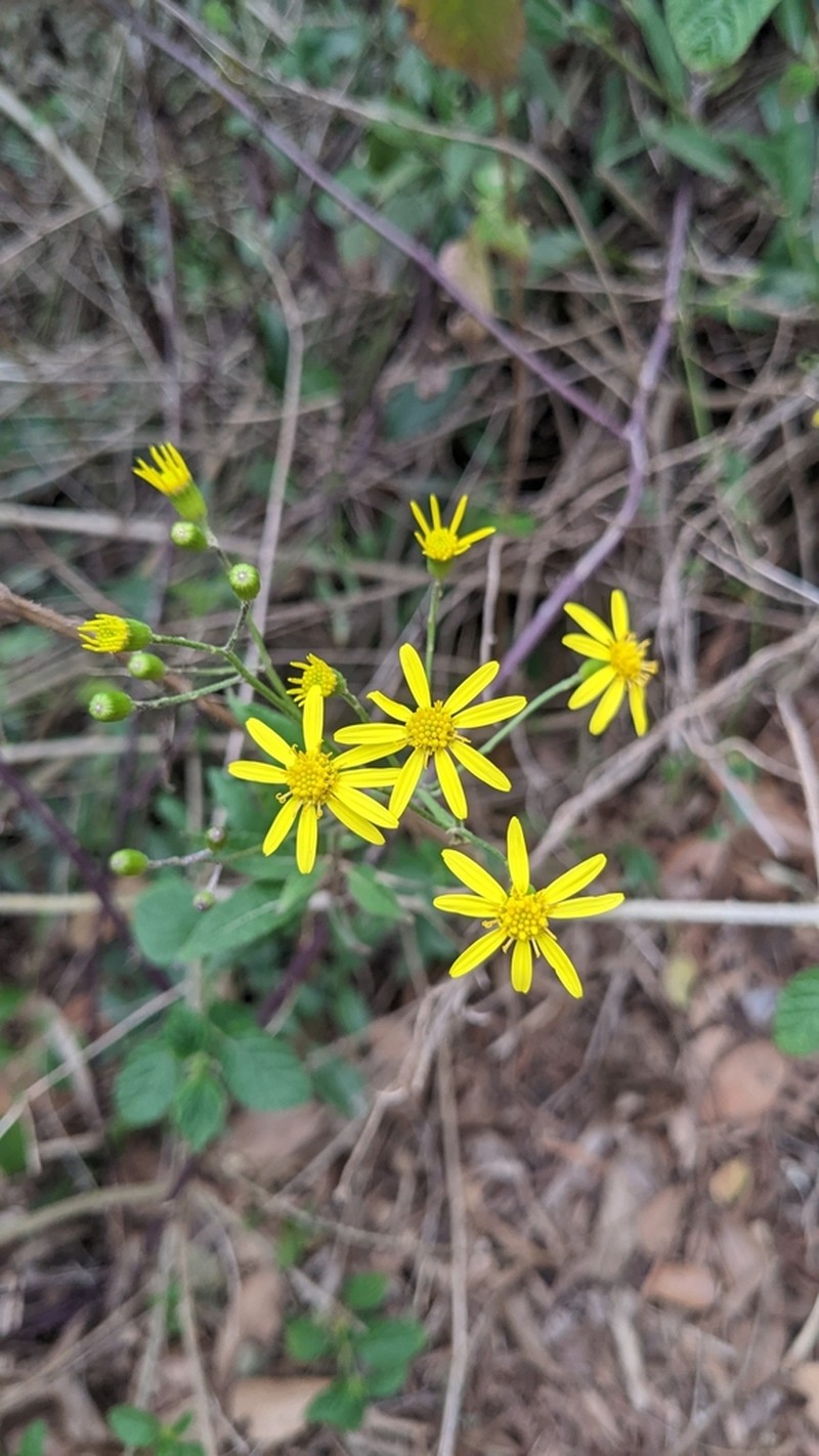 Senecio scandens photo 7
