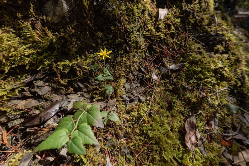 Senecio scandens var. crataegifolius