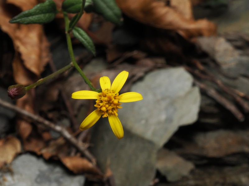 Senecio scandens var. crataegifolius photo 2