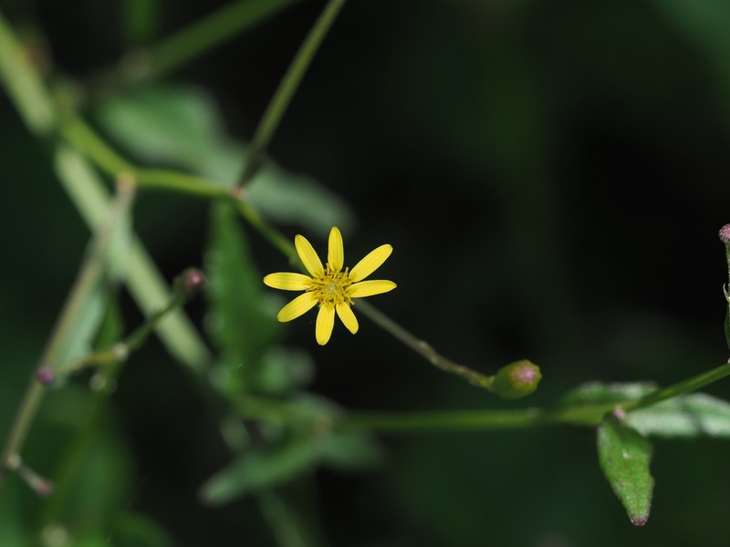 Senecio scandens var. crataegifolius photo 4