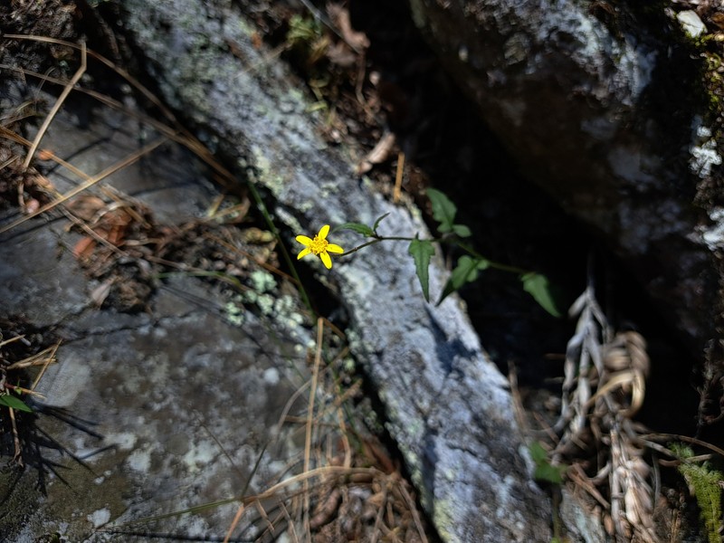 Senecio scandens var. crataegifolius photo 5