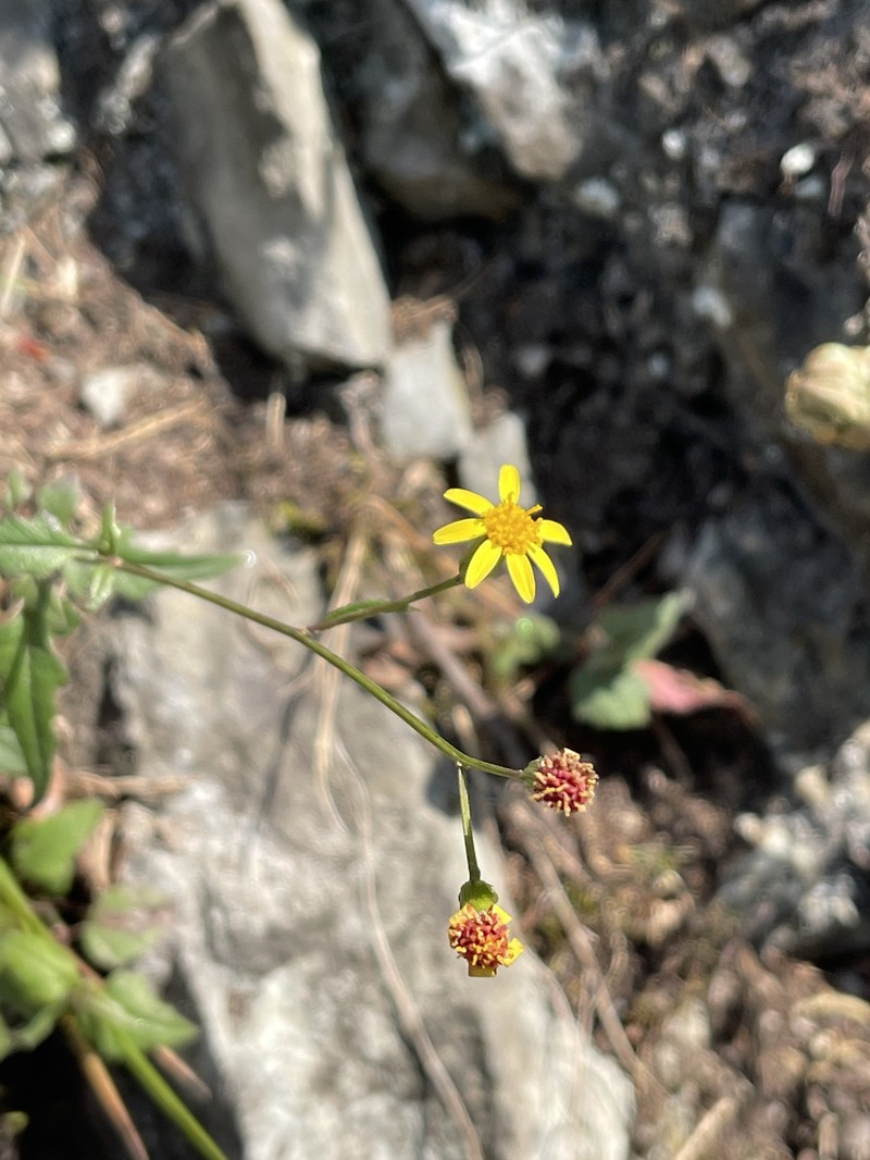 Senecio scandens var. crataegifolius photo 6