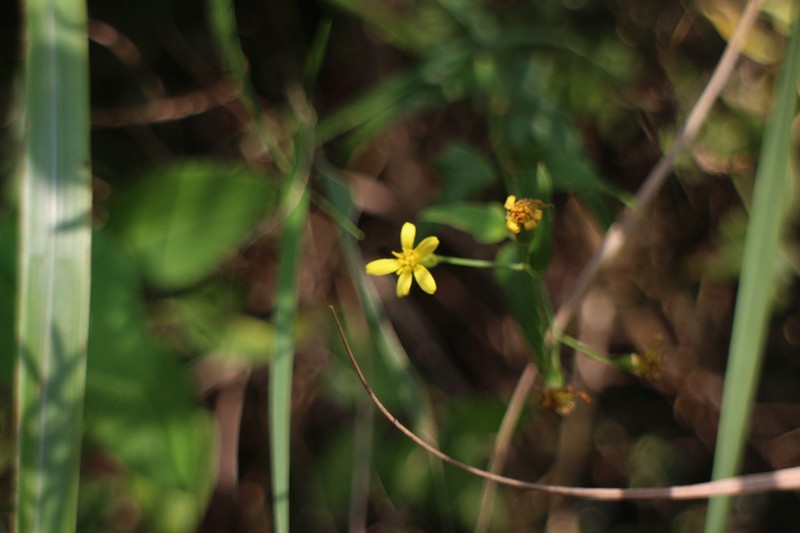 Senecio scandens var. crataegifolius photo 8
