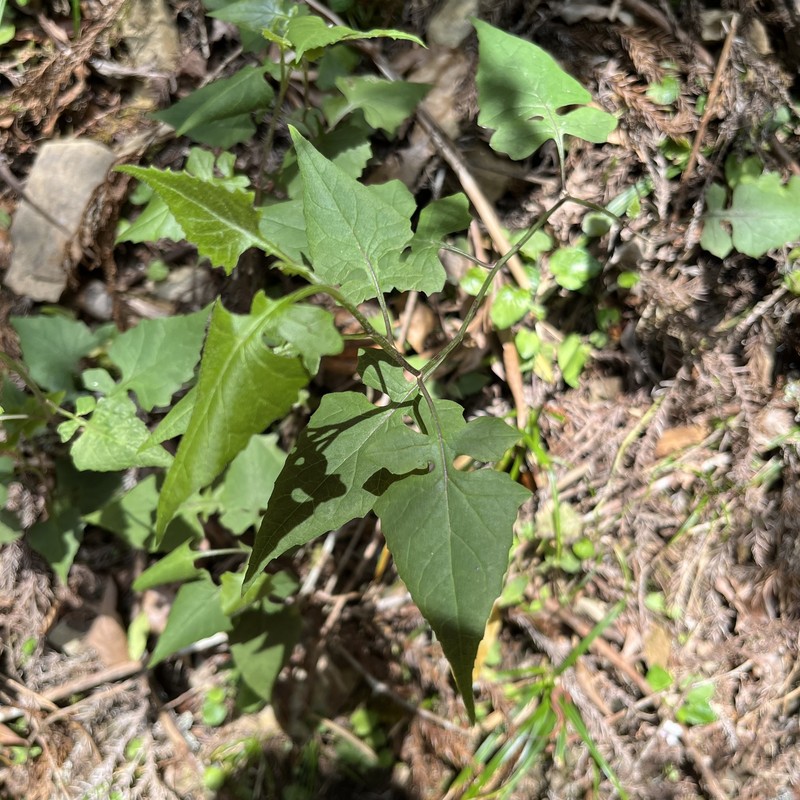 Senecio scandens var. incisus
