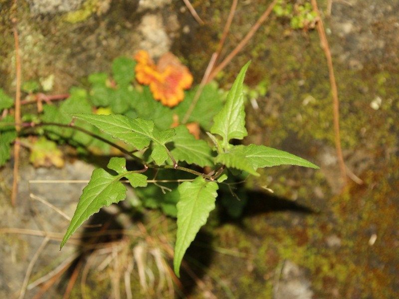 Senecio scandens var. incisus photo 2