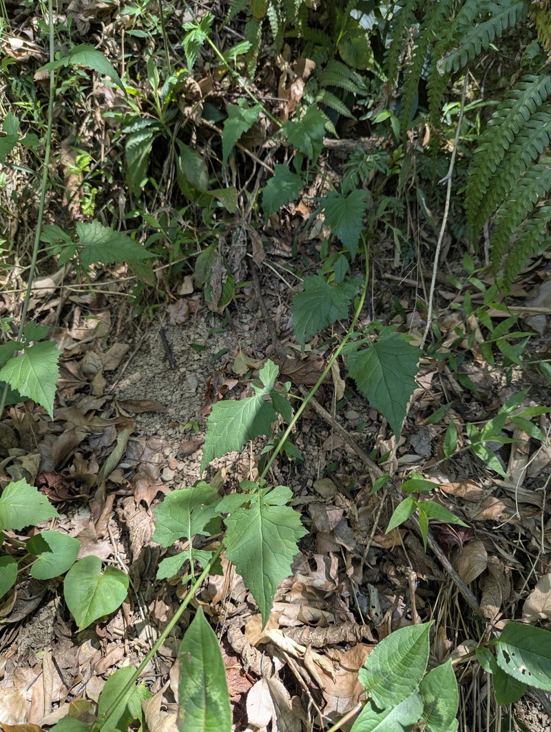 Senecio scandens var. incisus photo 3