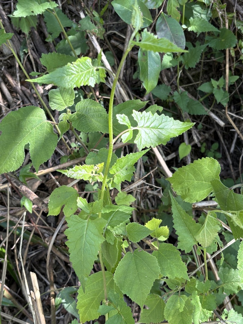 Senecio scandens var. incisus photo 4