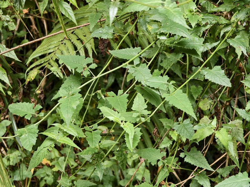 Senecio scandens var. incisus photo 5