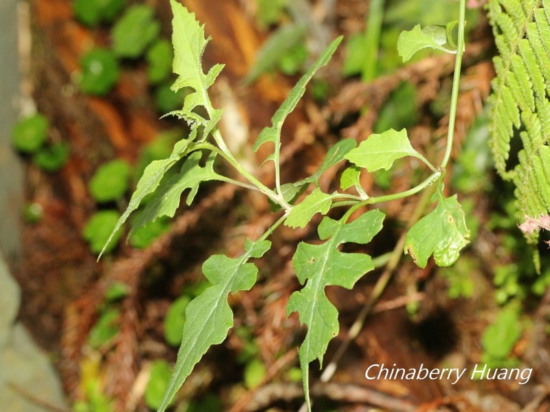 Senecio scandens var. incisus photo 6