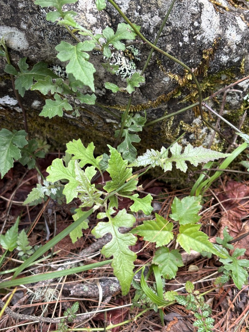 Senecio scandens var. incisus photo 7