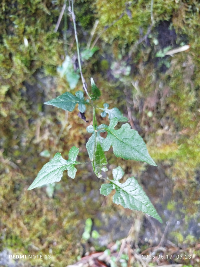 Senecio scandens var. incisus photo 8