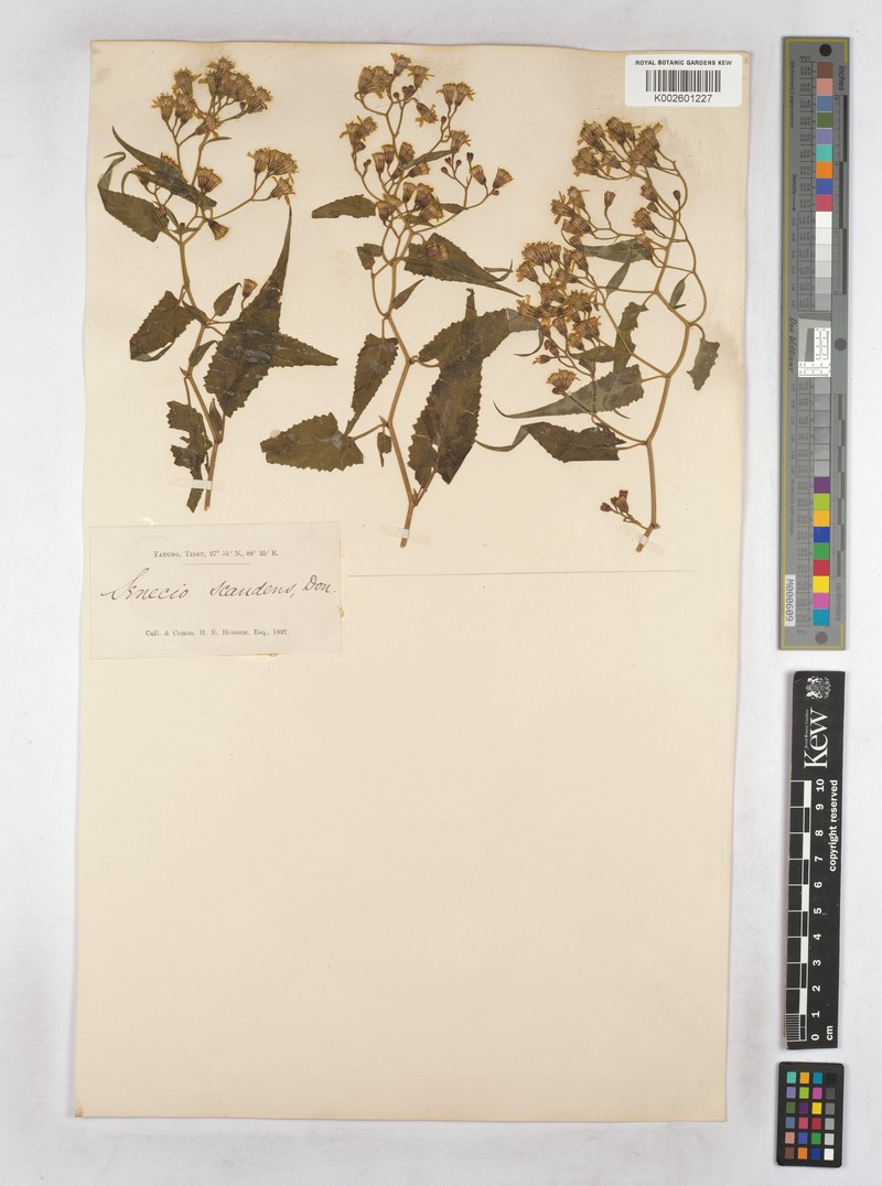 Senecio scandens var. scandens