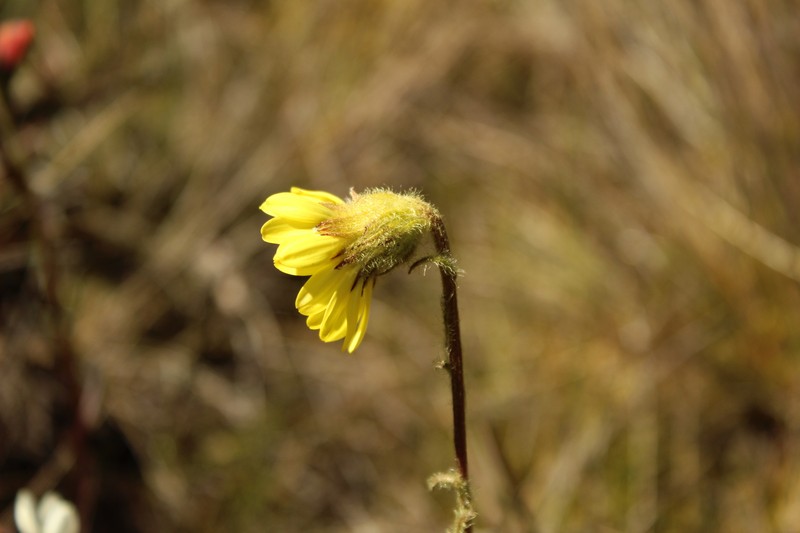 Senecio scapiodes