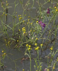 Senecio schimperi