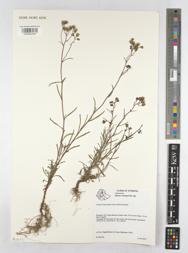 Senecio schimperi photo 2