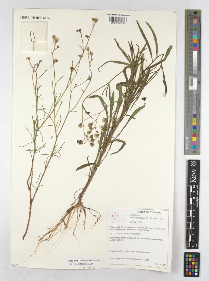 Senecio schimperi photo 3