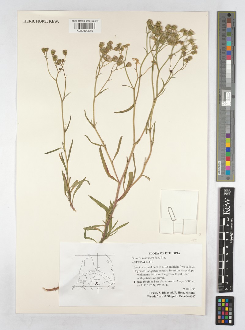 Senecio schimperi photo 5