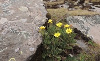 Senecio schultzii