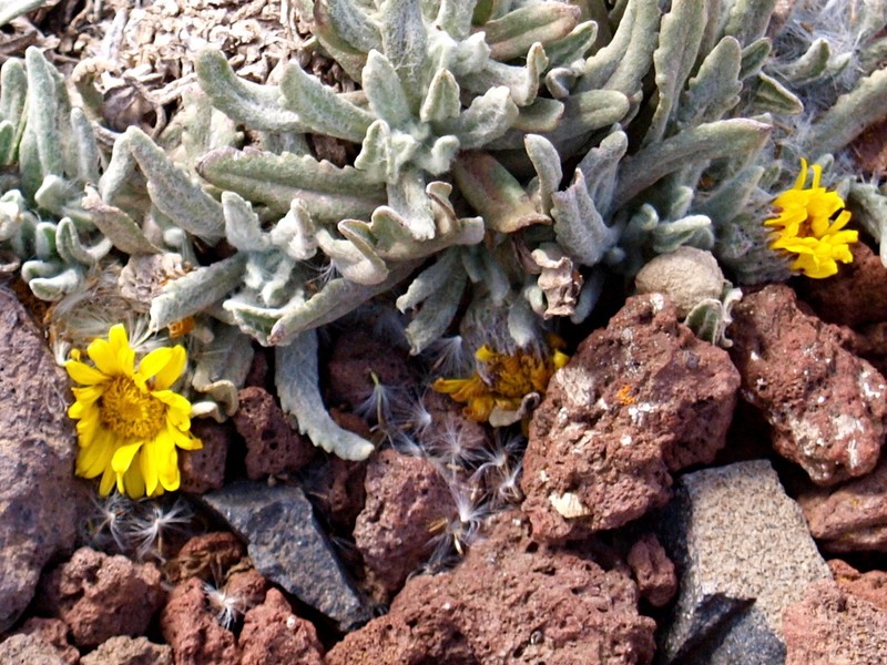 Senecio schultzii photo 3