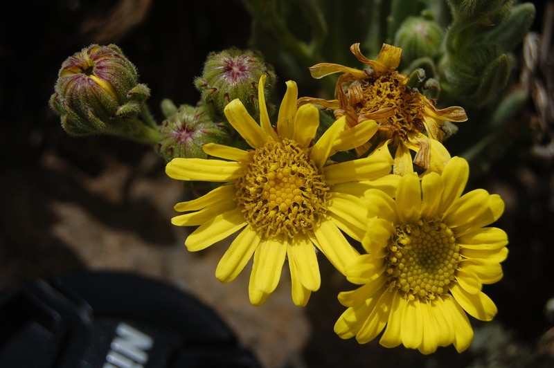 Senecio schultzii photo 5