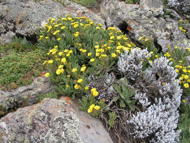 Senecio schultzii photo 6