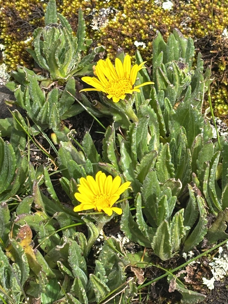 Senecio schultzii photo 8
