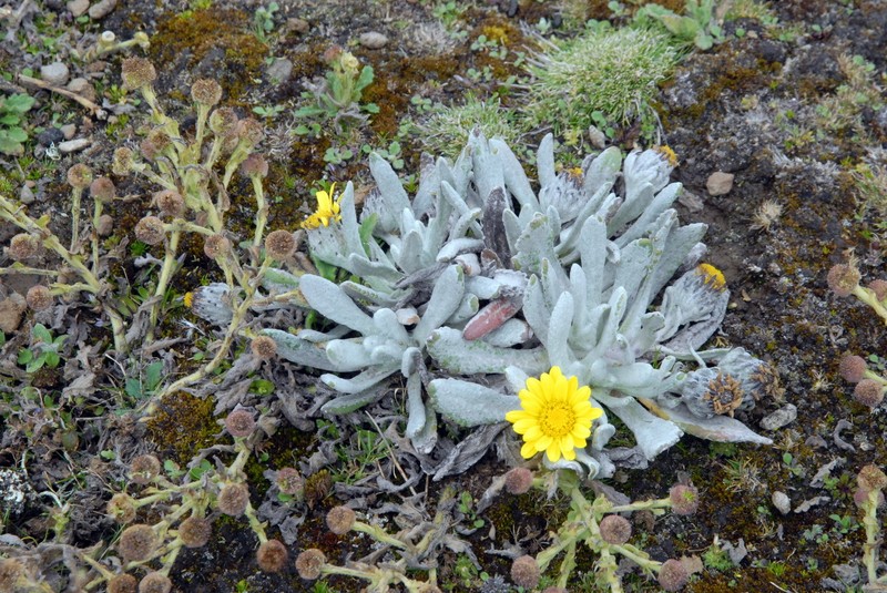 Senecio schultzii var. lanatus