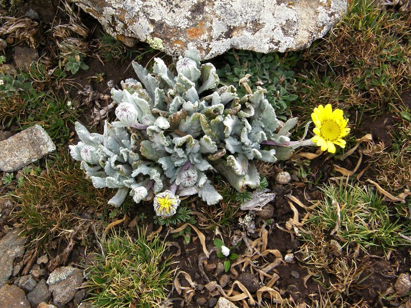 Senecio schultzii var. lanatus photo 3