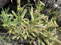 Senecio schweinfurthii
