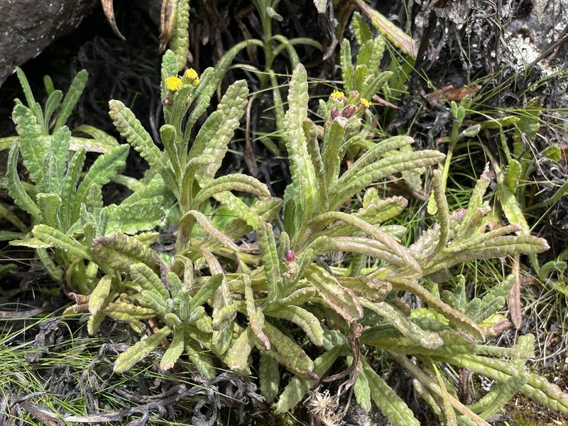 Senecio schweinfurthii