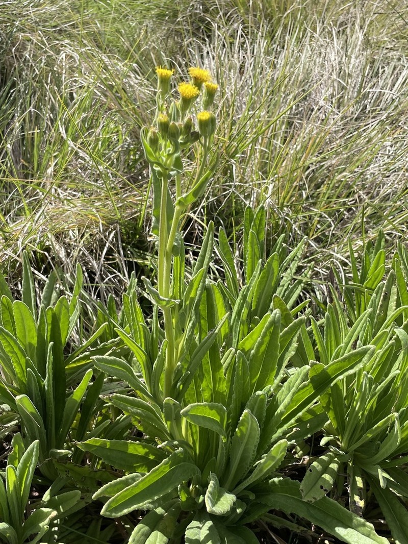 Senecio schweinfurthii photo 2
