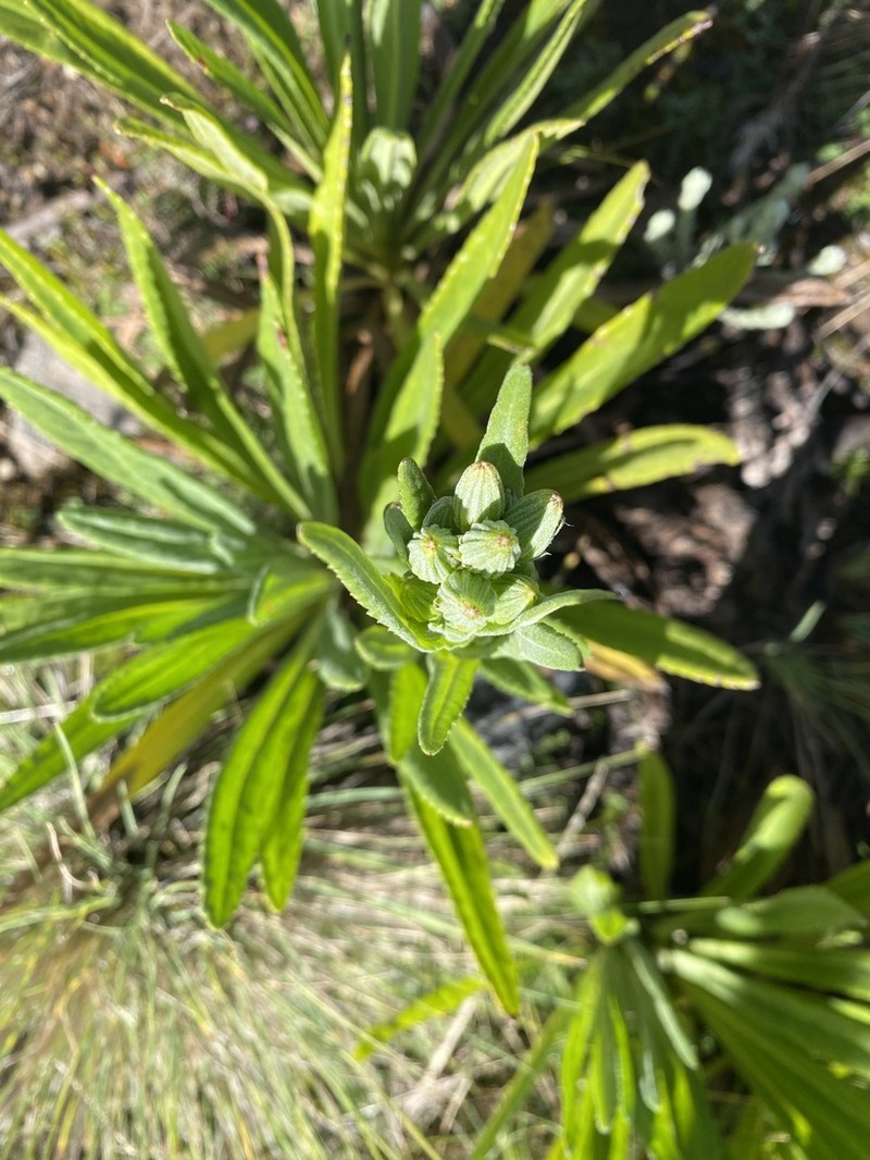 Senecio schweinfurthii photo 3