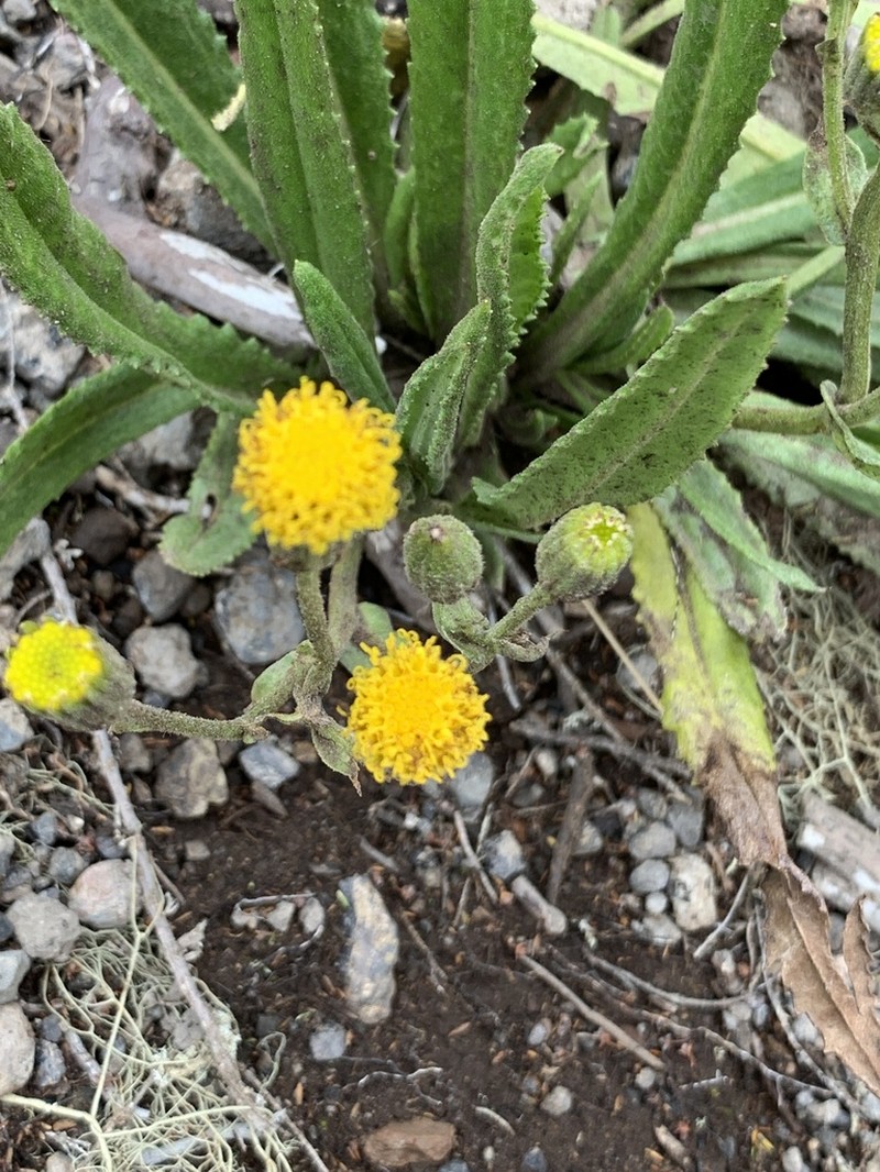 Senecio schweinfurthii photo 4