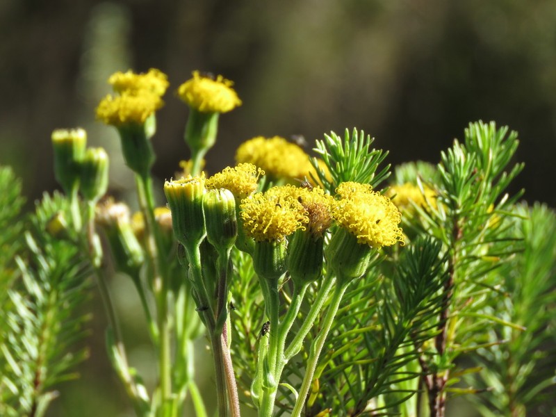 Senecio schweinfurthii photo 5