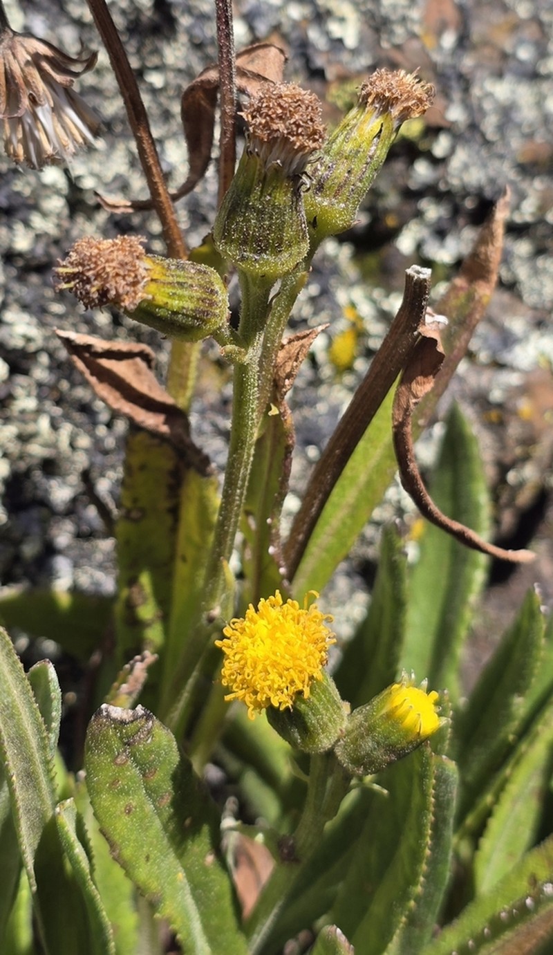 Senecio schweinfurthii photo 6