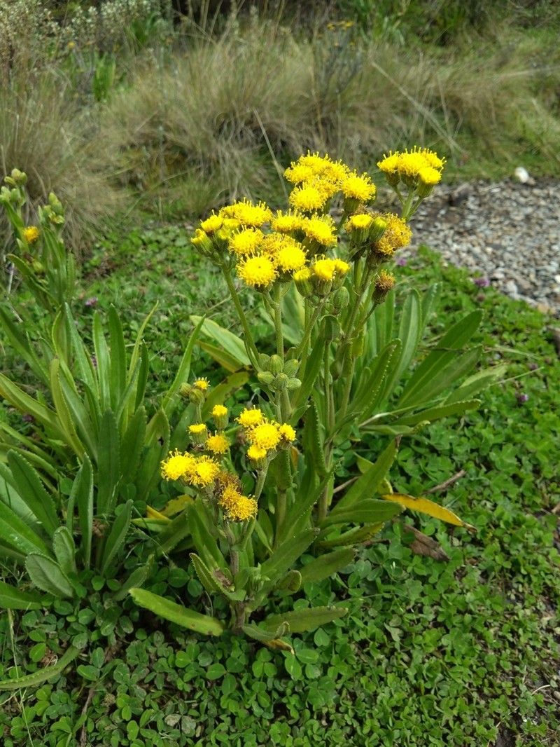 Senecio schweinfurthii photo 7
