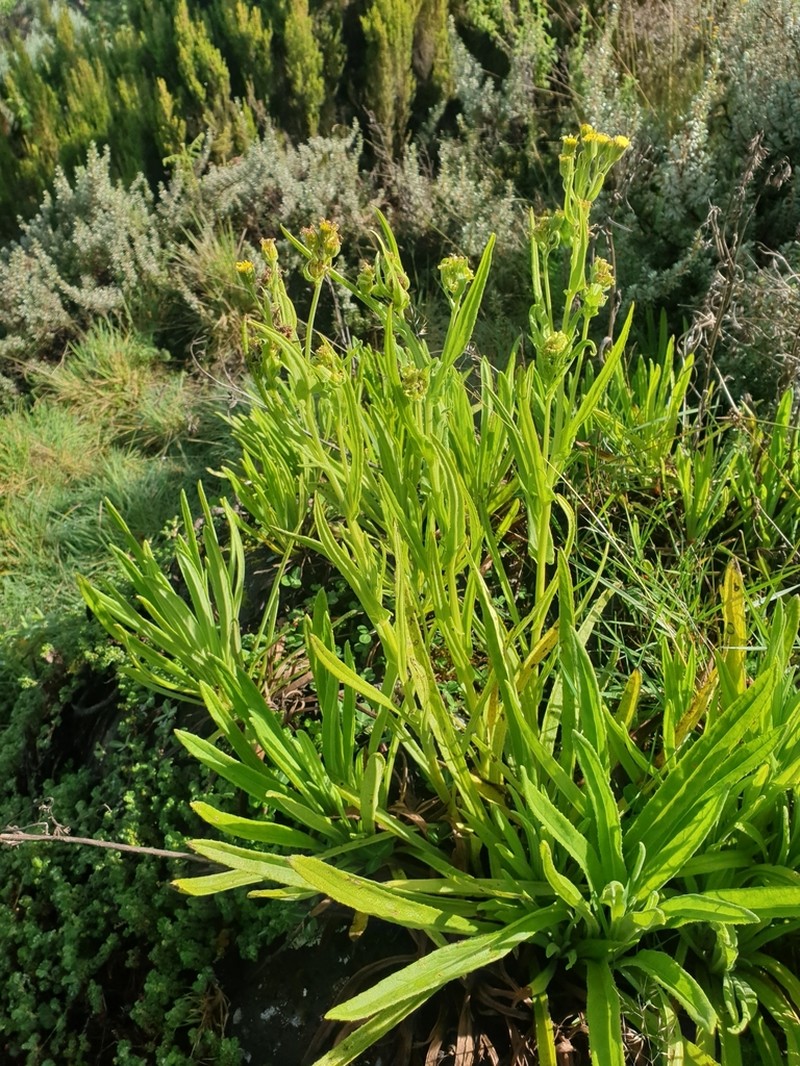 Senecio schweinfurthii photo 8