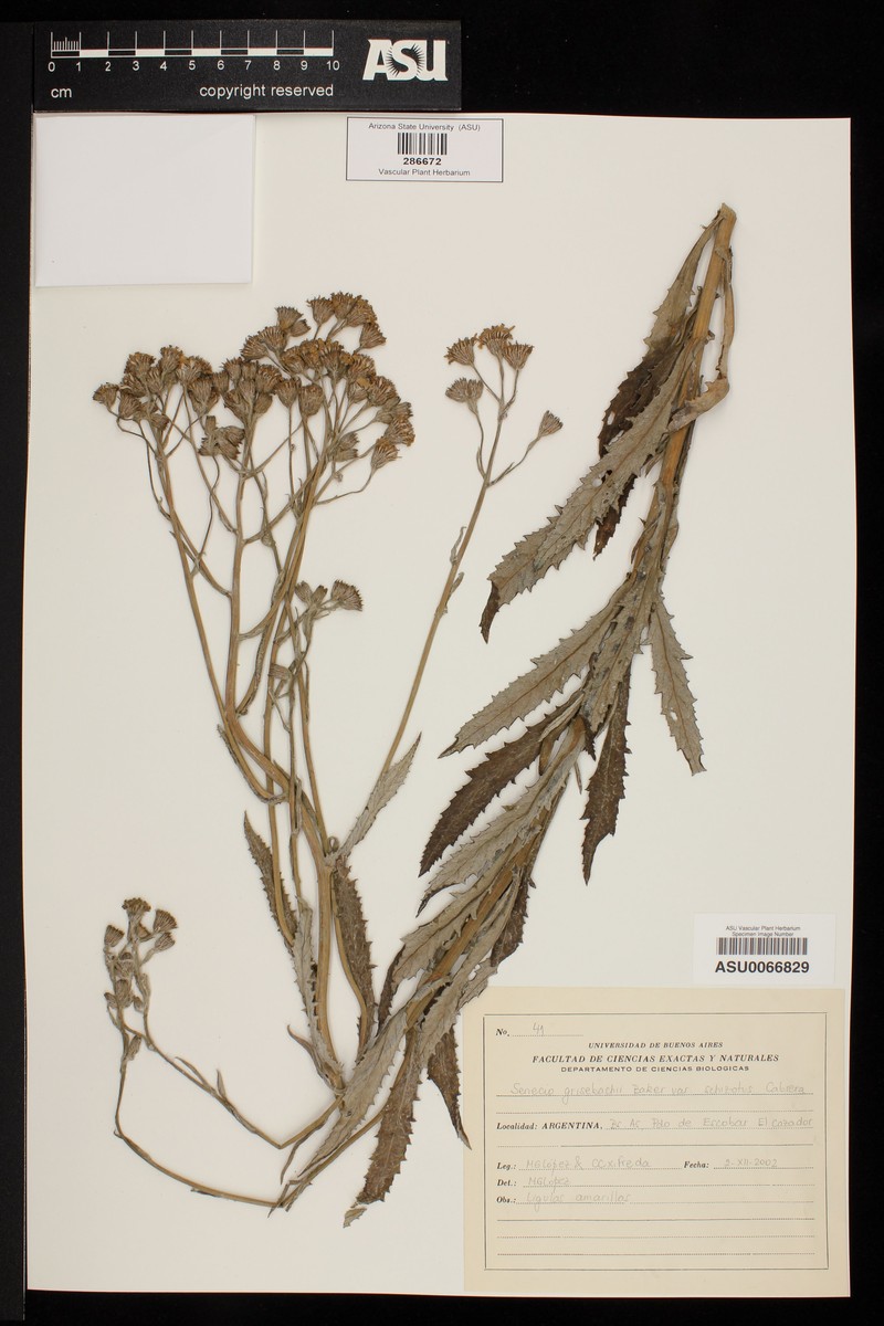 Senecio schyzotus