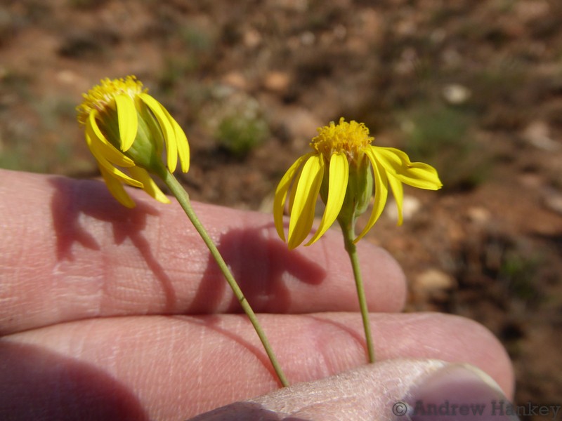 Senecio scitus