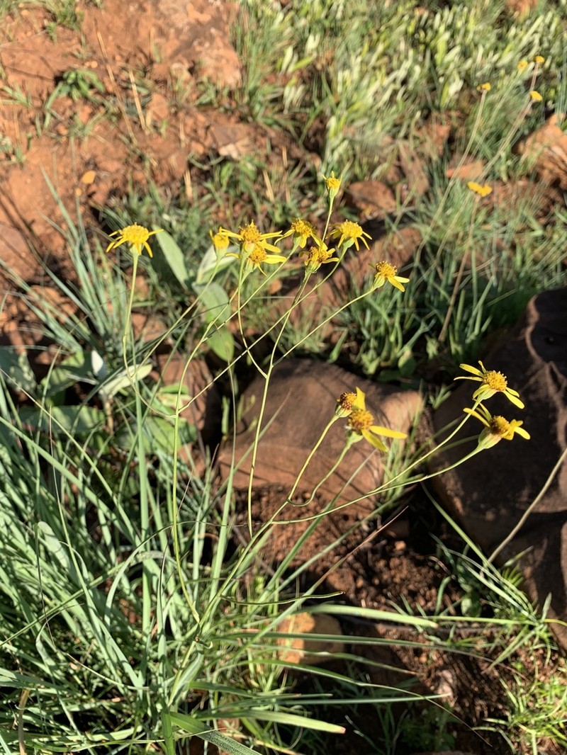 Senecio scitus photo 2