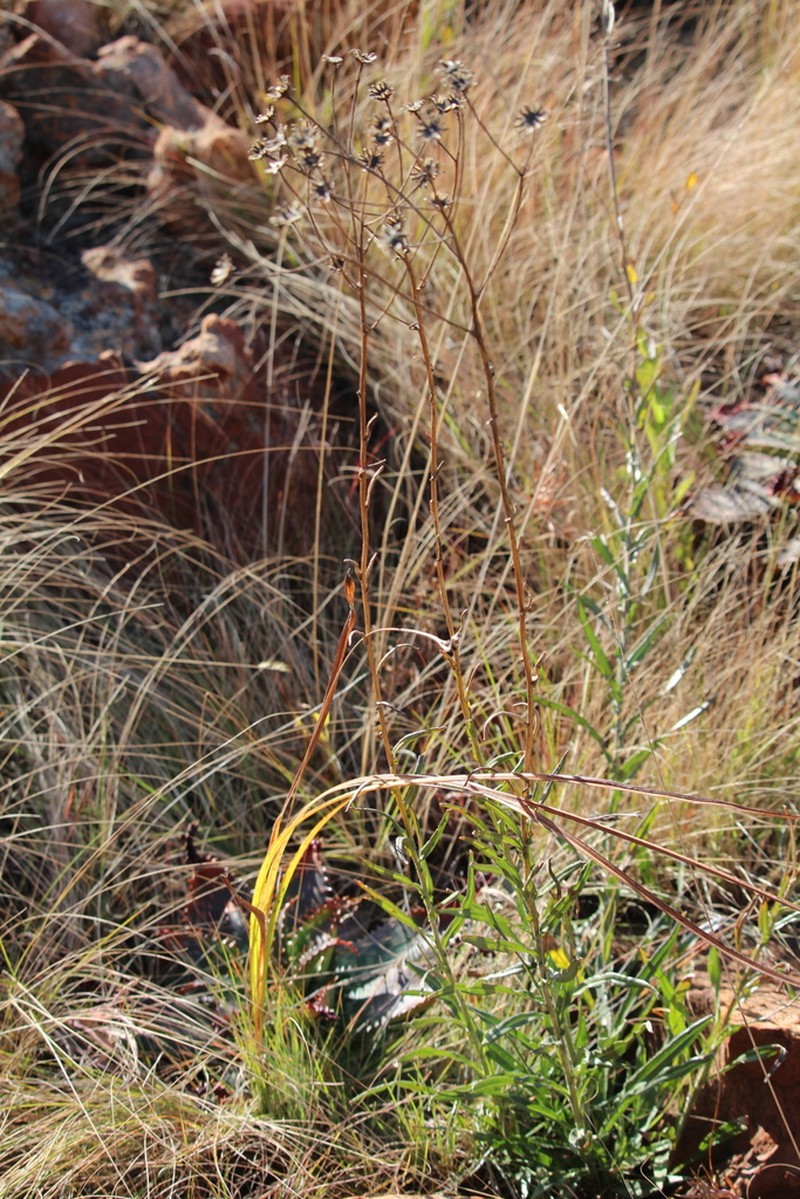 Senecio scitus photo 3