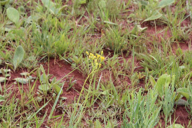 Senecio scitus photo 4