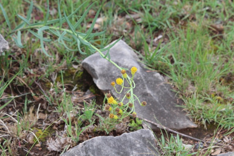 Senecio scitus photo 5