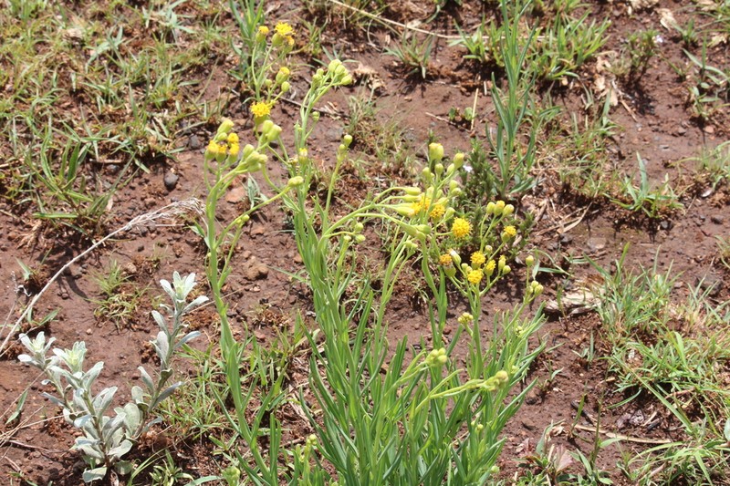 Senecio scitus photo 6