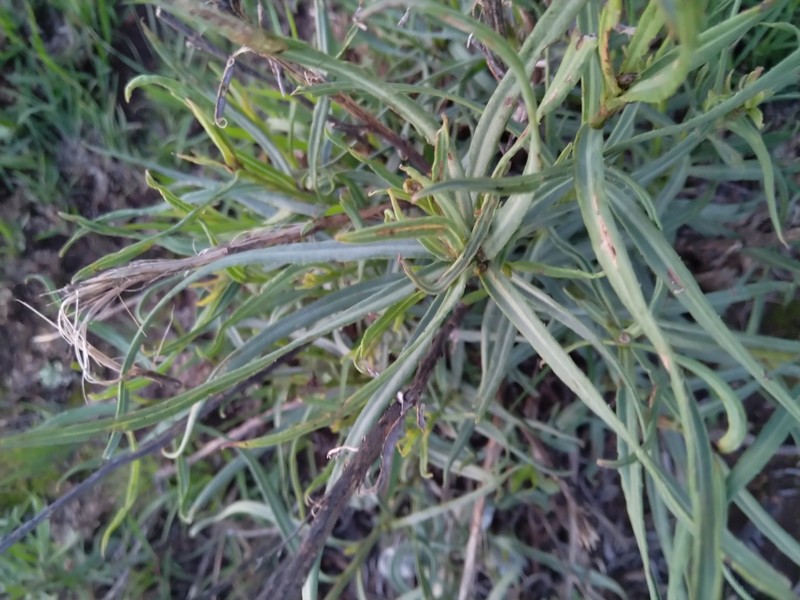 Senecio scitus photo 7