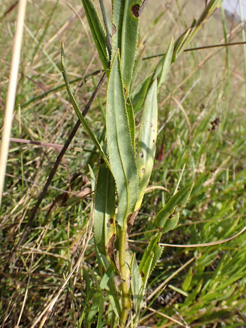 Senecio scitus photo 8