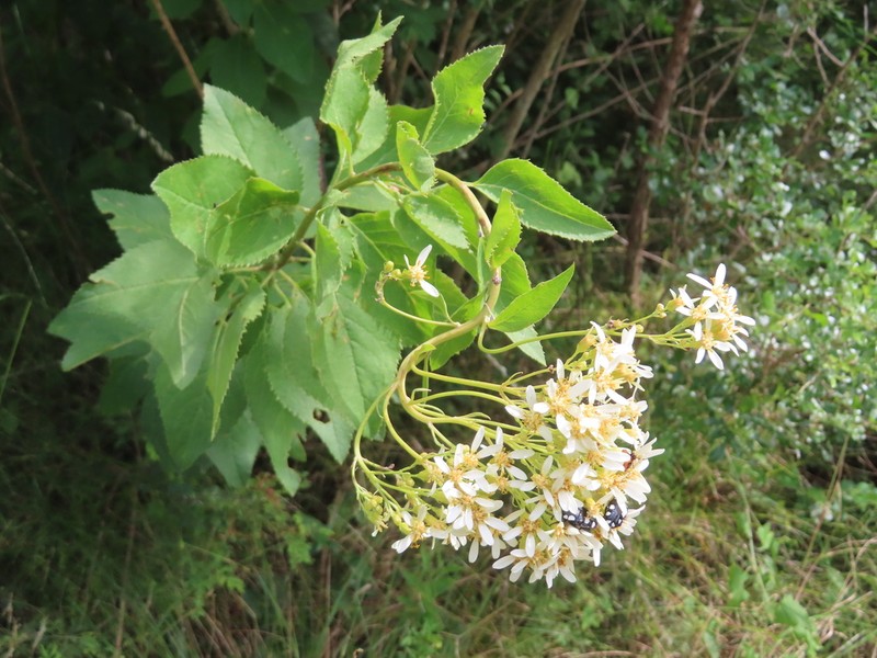 Senecio scoparius photo 3