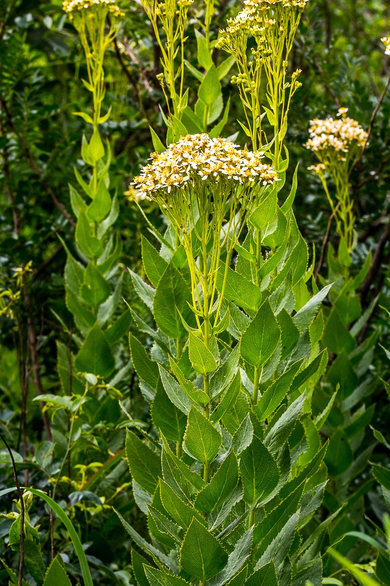 Senecio scoparius photo 4